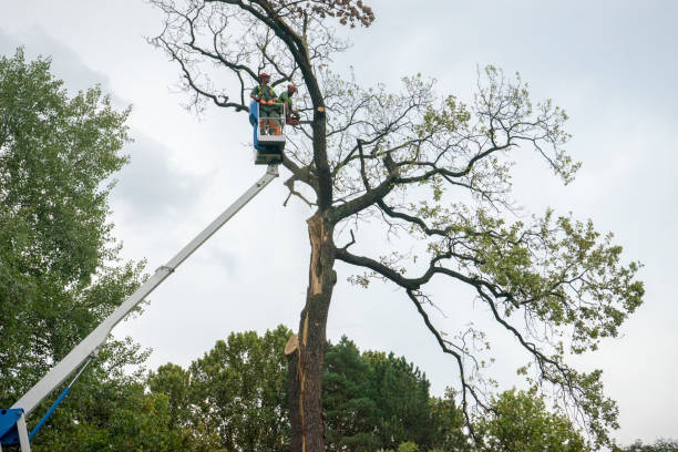 Best Tree Cutting Near Me  in Maltby, WA